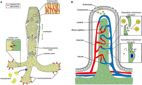 Frontiers | Molecular Mechanisms Controlling Lymphatic Endothelial Junction Integrity