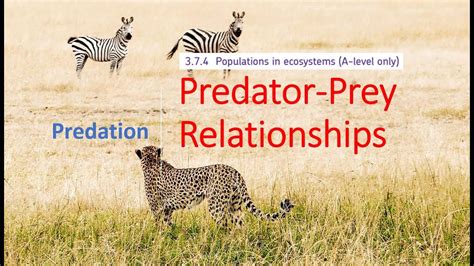 Predator And Prey Examples For Kids