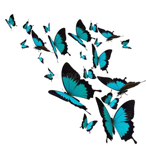 Group of butterflies stock illustration. Illustration of insect - 45062524