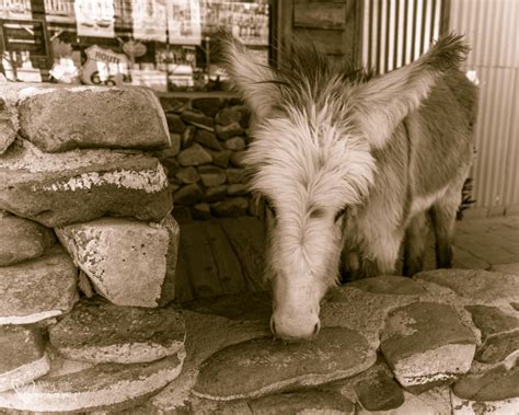 Oatman, Arizona Burros - Tales from the Backroad