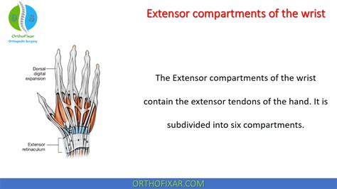 Extensor Compartments Of The Wrist • Easy Explained - OrthoFixar 2022 ...