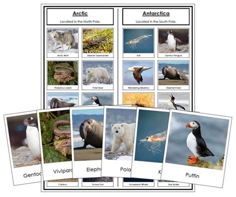 Arctic and Antarctic Animal Sorting in 2021 | Antarctic animals, Animal adaptations, Animals