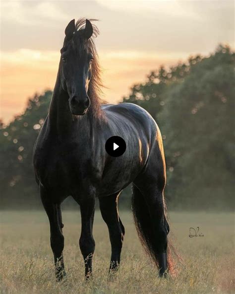 10 Of The Most Beautiful Colors Of Unique Horses In The World | Rare ...