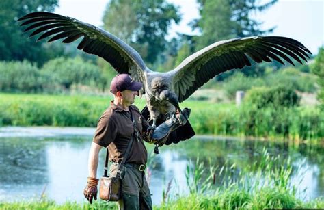 Biggest bird of prey - watchesmoli