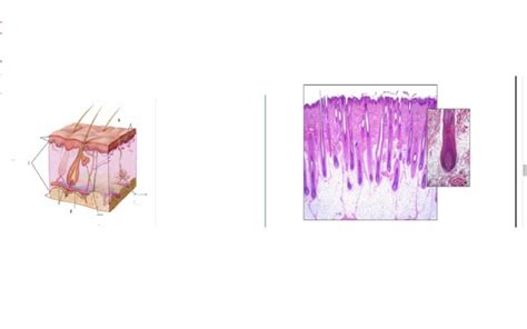 epidermal appendages Diagram | Quizlet