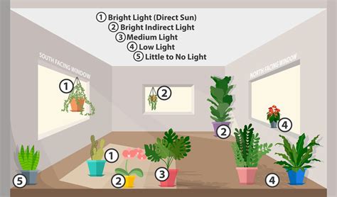 A Guide To Indoor Plant Lighting — Magnolia Rose