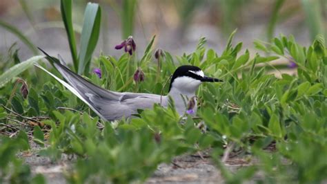 The Aleutian tern may be Alaska’s most imperiled seabird