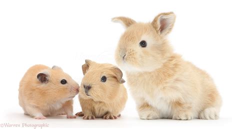 Baby Guinea pig, rabbit and Golden Hamster photo WP38400