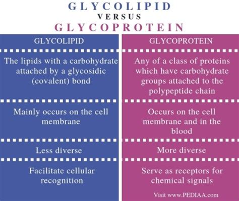 What is the Difference Between Glycolipid and Glycoprotein - Pediaa.Com