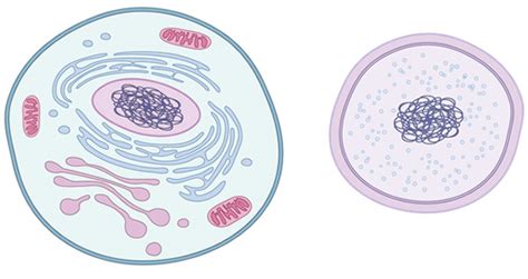 Cell Structure and Function, and Organelles Jeopardy Template