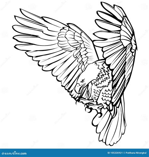 Bald Eagle Attack Swoop Landing Hand Draw Black Line on White Background Vector Stock Vector ...