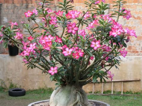 How to Care for Yellow Leaves on a Desert Rose (Adenium obesum) | World of Succulents