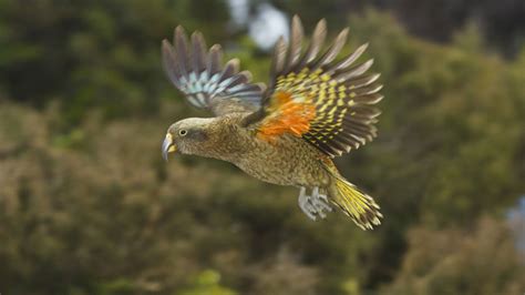 New Zealand's bird of the year announced as world's only alpine parrot | Mashable