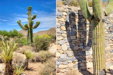 Identifying common Arizona cacti: Prickly Pear, Saguaro, Jumping Cholla and more - Homes for ...