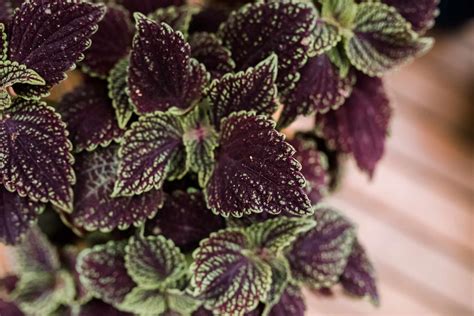 Coleus: Indoor Plant Care & Growing Guide