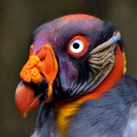 King Vulture | Rainforest Alliance