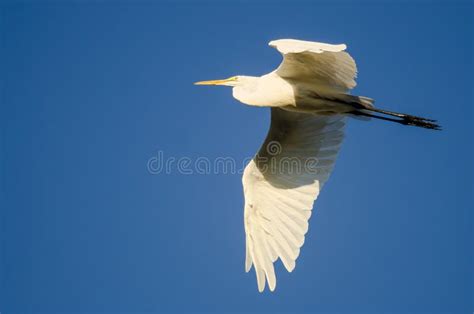 Great Egret Flying in a Blue Sky Stock Photo - Image of bird, white ...