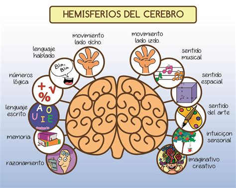 Neuropsicología: Relación conducta-cerebro