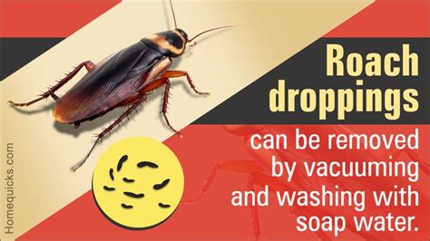 Effective Ways to Get Rid of Roach Droppings | Repellent diy, Roaches, Cleaning hacks