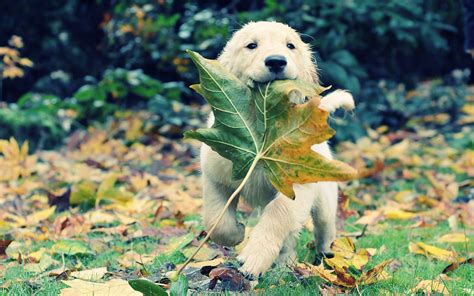 Autumn Dog Leaves wallpaper | 1920x1200 | #11439