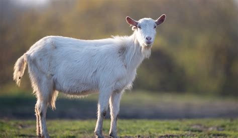 White Goat Breeds - Farmhouse Guide