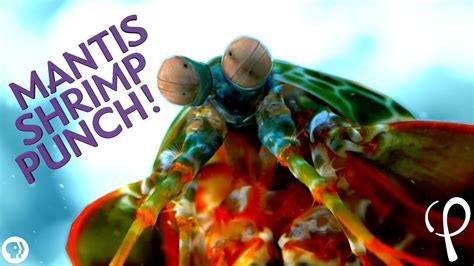 Mantis Shrimp Punch at 40,000 fps! - Cavitation Physics - YouTube