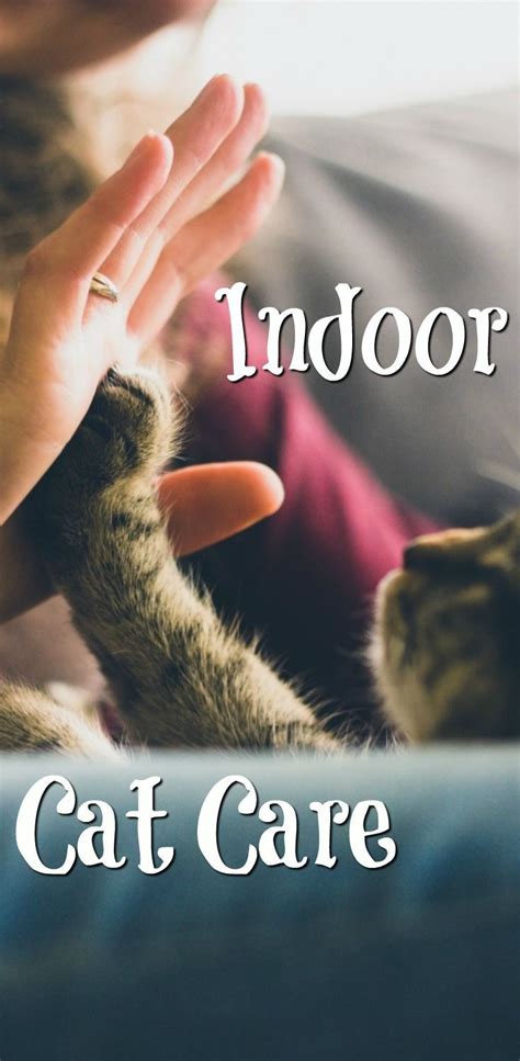 indoor Cat Care - help, hacks, tips and tricks for looking after your ...