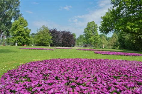 Flowers at the Amstelpark Amsterdam the Netherlands 2018 Stock Image - Image of field, nature ...