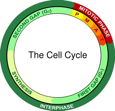 The Cell Cycle Clip Art at Clker.com - vector clip art online, royalty ...