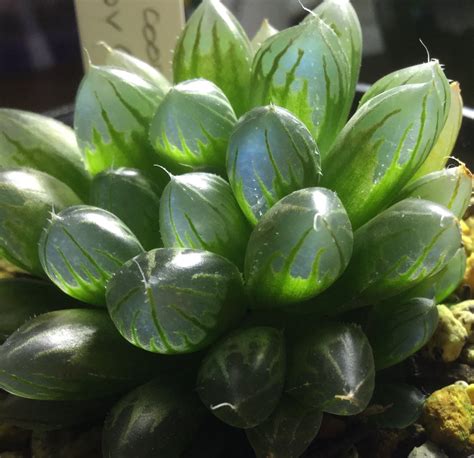 Haworthia Cooperi — Manning Valley Succulent Garden