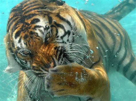 Download Close-up Underwater Swimming Animal Tiger HD Wallpaper