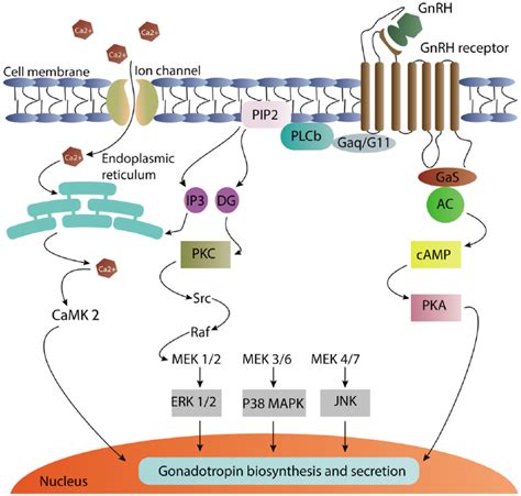 Schematic summary of gonadotropin-releasing hormone intracellular... | Download Scientific Diagram