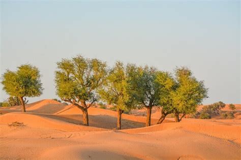 Ghaf Tree UAE | A Back History and Cures