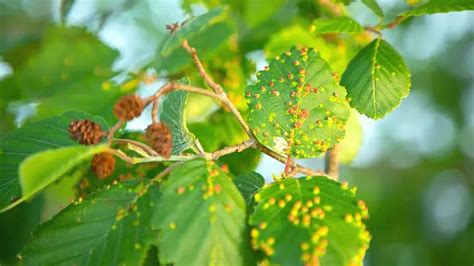 Bumps on the Leaves of River Birch — 3 Causes and Remedies