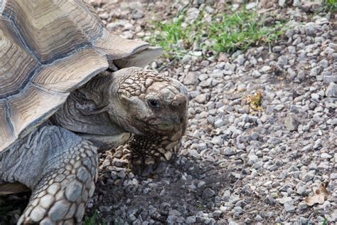 Giant Turtle Free Stock Photo - Public Domain Pictures