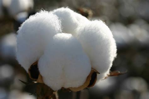 How Denim Is Made: Cotton and Its Benefits