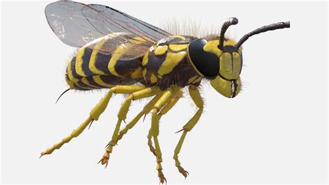 Southern Yellowjacket Wasp (Vespula Squamosa) - 3D Model by GabrielCasamasso