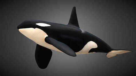 orcas - A 3D model collection by Community312 (@Community312) - Sketchfab