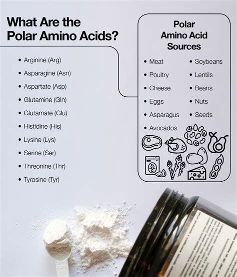 What Are Polar Amino Acids? – The Amino Company