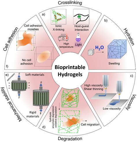 Hydrogel properties in bioprinting. (a) The crosslinking mechanism is ...