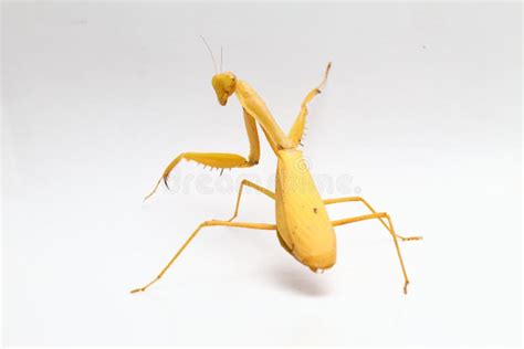 Yellow Praying Mantis on White Background Stock Image - Image of antennae, insects: 153542021