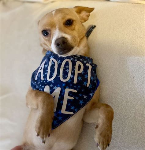 These adoptable pets have so much love to give: Feb. 13-14 - silive.com