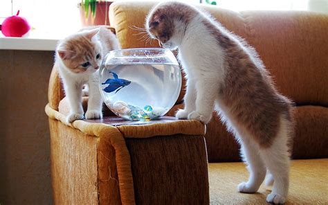 Cat, eat, fish, bowl, HD wallpaper | Peakpx