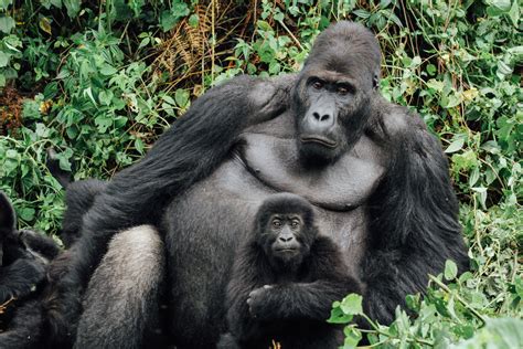 In DRC, community ownership of forests helps guard the Grauer’s gorilla