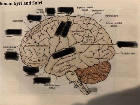 Human Gyri and Sulci Diagram | Quizlet