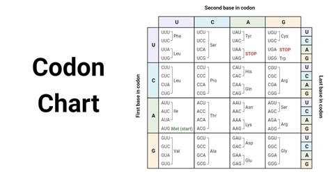 Codon Chart and Desk of Amino Acids - sciencesavers