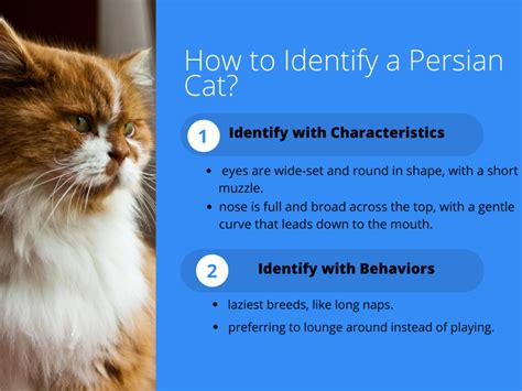 How to Identify Persian Cats? - Cat Queries