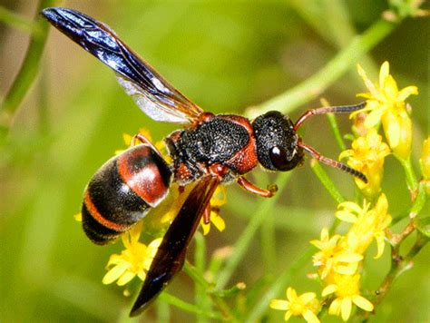 Black Flower Wasp Australia Sting | Best Flower Site