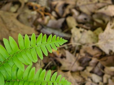 Care Of Christmas Ferns: Tips For Growing Christmas Ferns