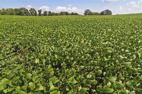 Field Soybeans at Harvest Time Stock Image - Image of growth, food ...